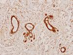 Phospho-LKB1 (Ser428) Antibody in Immunohistochemistry (Paraffin) (IHC (P))