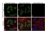 Phospho-HDAC1 (Ser421, Ser423) Antibody in Immunocytochemistry (ICC/IF)