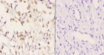 AKAP8 Antibody in Immunohistochemistry (Paraffin) (IHC (P))