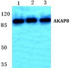 AKAP8 Antibody in Western Blot (WB)