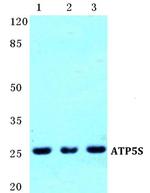 ATP5S Antibody in Western Blot (WB)