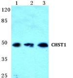 CHST1 Antibody in Western Blot (WB)