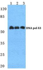 POLD3 Antibody in Western Blot (WB)