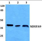 NDUFA9 Antibody in Western Blot (WB)