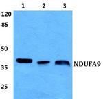 NDUFA9 Antibody in Western Blot (WB)