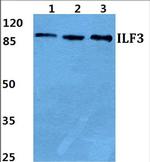 ILF3 Antibody in Western Blot (WB)