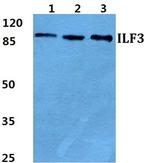 ILF3 Antibody in Western Blot (WB)