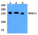 NOLC1 Antibody in Western Blot (WB)