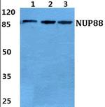 NUP88 Antibody in Western Blot (WB)