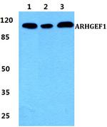 ARHGEF1 Antibody in Western Blot (WB)