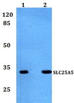 SLC25A5 Antibody in Western Blot (WB)