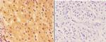 Agrin Antibody in Immunohistochemistry (Paraffin) (IHC (P))