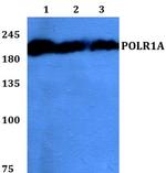 POLR1A Antibody in Western Blot (WB)