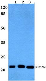 Neurensin 2 Antibody in Western Blot (WB)