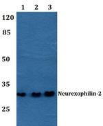 NXPH2 Antibody in Western Blot (WB)