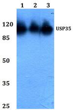 USP35 Antibody in Western Blot (WB)