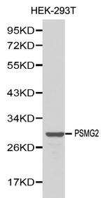 PSMG2 Antibody in Western Blot (WB)