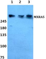 MXRA5 Antibody in Western Blot (WB)