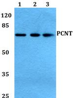 Pericentrin Antibody in Western Blot (WB)