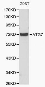 C19orf10 Antibody in Western Blot (WB)