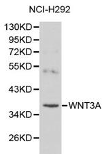 WNT3A Antibody in Western Blot (WB)