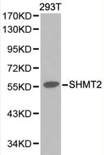 SHMT2 Antibody in Western Blot (WB)