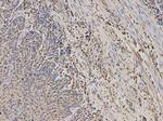 TPMT Antibody in Immunohistochemistry (Paraffin) (IHC (P))