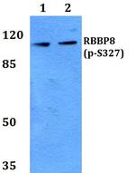 Phospho-CtIP (Ser327) Antibody in Western Blot (WB)