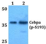 Phospho-C/EBP alpha (Ser193) Antibody in Western Blot (WB)