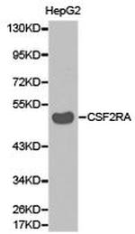 CSF2RA Antibody in Western Blot (WB)