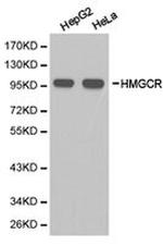 HMGCR Antibody in Western Blot (WB)