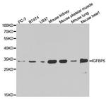 IGFBP5 Antibody in Western Blot (WB)