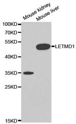 LETMD1 Antibody in Western Blot (WB)