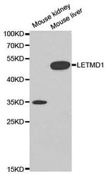 LETMD1 Antibody in Western Blot (WB)