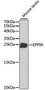 SPINLW1 Antibody in Western Blot (WB)