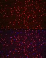 NeuN Antibody in Immunocytochemistry (ICC/IF)