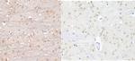 NeuN Antibody in Immunohistochemistry (Paraffin) (IHC (P))