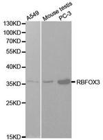 NeuN Antibody in Western Blot (WB)