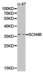 SCN4B Antibody in Western Blot (WB)