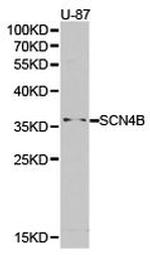 SCN4B Antibody in Western Blot (WB)