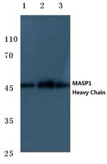 MASP1 Antibody in Western Blot (WB)