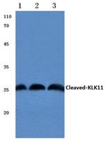 Kallikrein 11 (Cleaved Ile54) Antibody in Western Blot (WB)