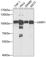 UHRF1 Antibody in Western Blot (WB)