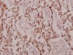 GCP3 Antibody in Immunohistochemistry (Paraffin) (IHC (P))