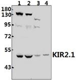 Kir2.1 (KCNJ2) Antibody in Western Blot (WB)