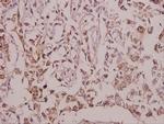 EGFL4 Antibody in Immunohistochemistry (Paraffin) (IHC (P))