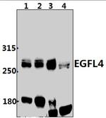 EGFL4 Antibody in Western Blot (WB)