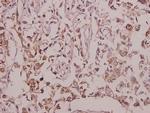 EGFL4 Antibody in Immunohistochemistry (Paraffin) (IHC (P))