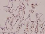 TAUT Antibody in Immunohistochemistry (Paraffin) (IHC (P))