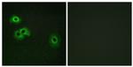 Phospho-Calmodulin (Thr79, Ser81) Antibody in Immunocytochemistry (ICC/IF)